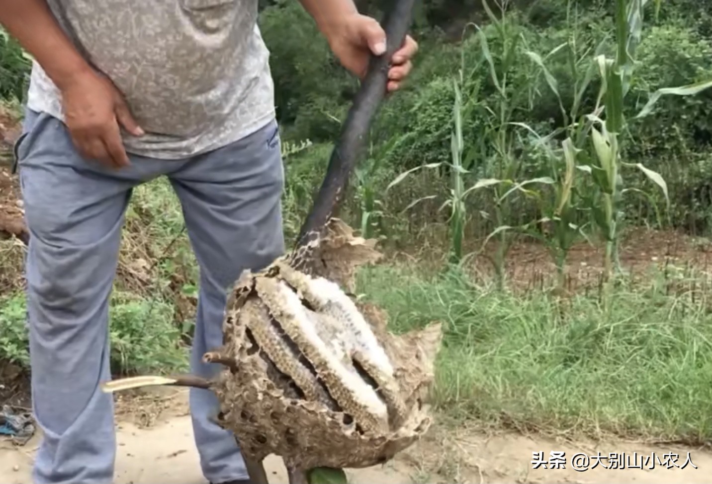 马蜂被蜇死亡,摘马蜂窝挂树上24小时殒命