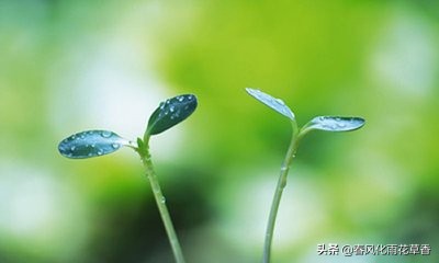 以十二生肖为题材的成语200句,十二生肖成语问题及解答