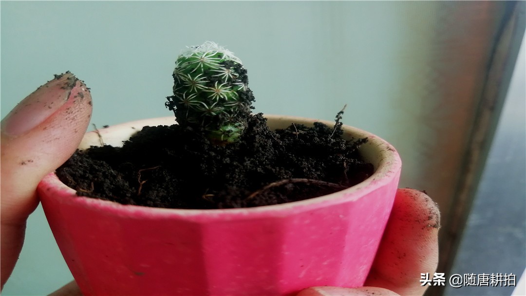 银毛球多肉怎么养,银毛球多久浇水
