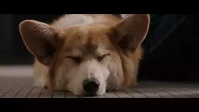 一条狗的使命2集锦,一条狗的使命2催泪片段
