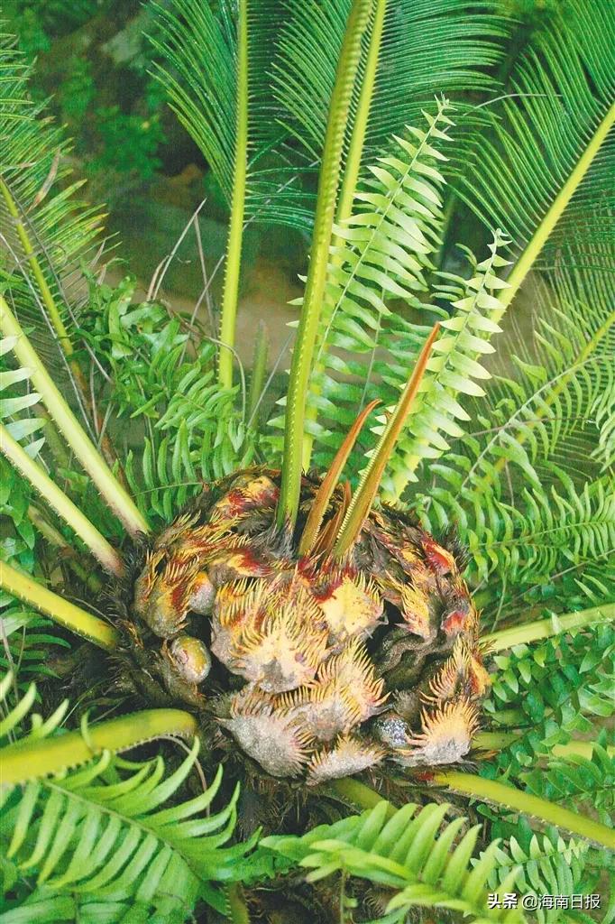它是名符其实的海南“老铁”,堪称“植物界的活化石”