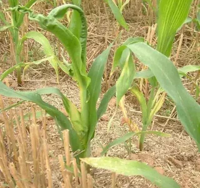 除草剂几天可以灭草,不用除草剂就灭草的配方