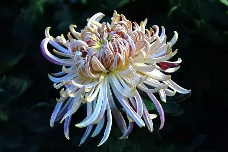 花中四君子菊花国画用笔,花中四君子菊花高清图片