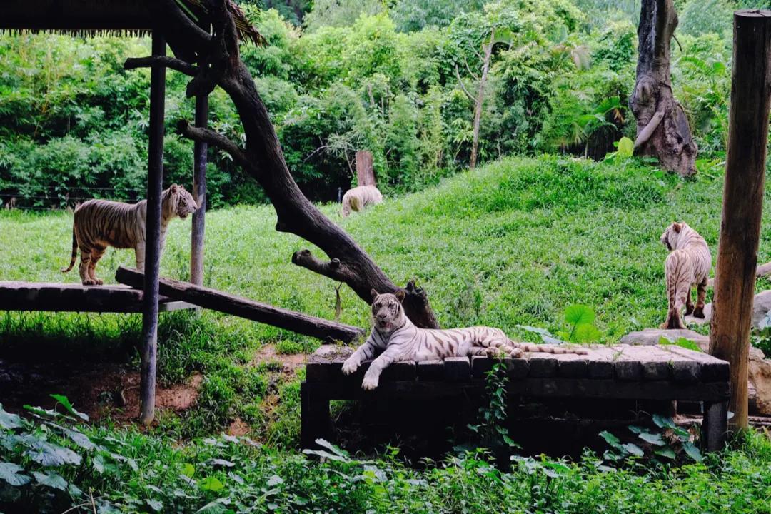 广州长隆最省钱玩法,最实惠广州长隆攻略