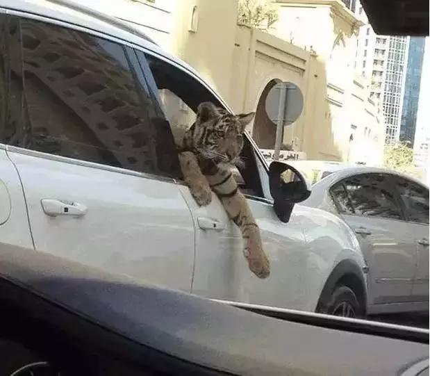 揭秘迪拜真实生活,国外生活真实记录迪拜