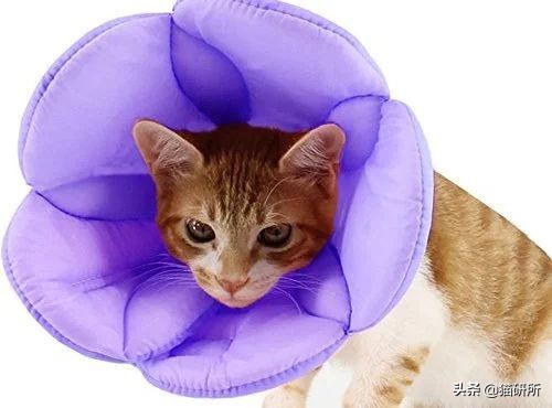 伊丽莎白圈猫咪,伊丽莎白圈有危险吗