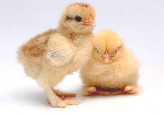 出壳的雏鸡苗怎么辨别雌雄,雏鸡公母翻肛鉴别正确方法