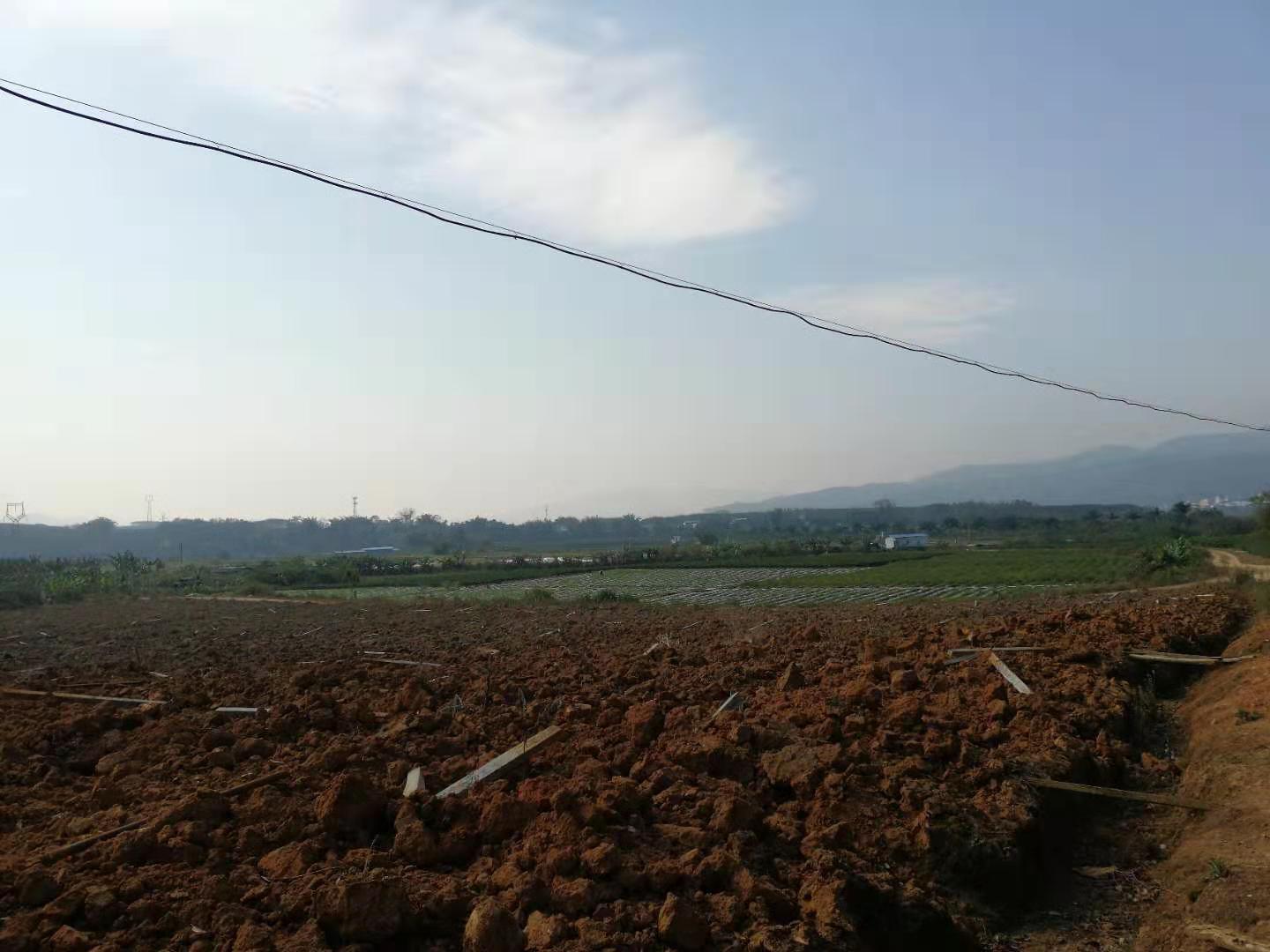 大白菜发生软腐病影响产量，老菜农分享三个方法，轻松防病不复发