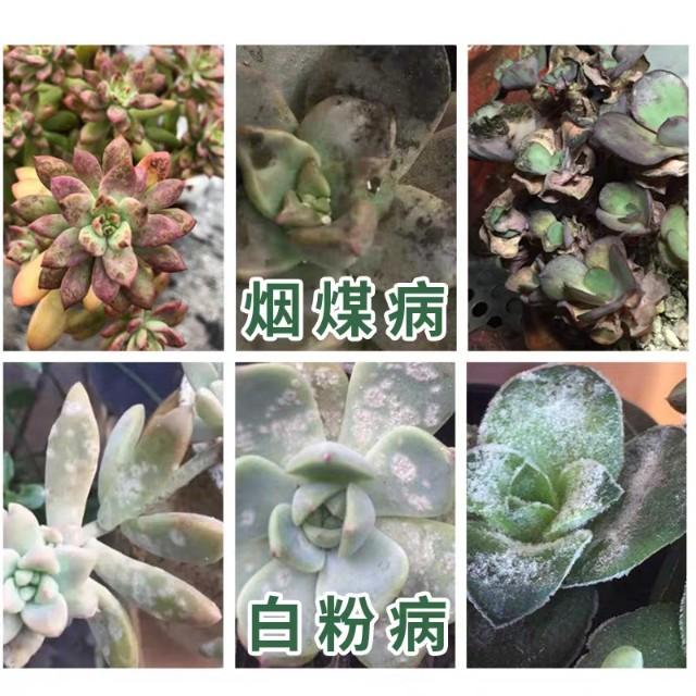 多肉夏季叶子老掉怎么办,多肉夏天老是掉叶子怎么办