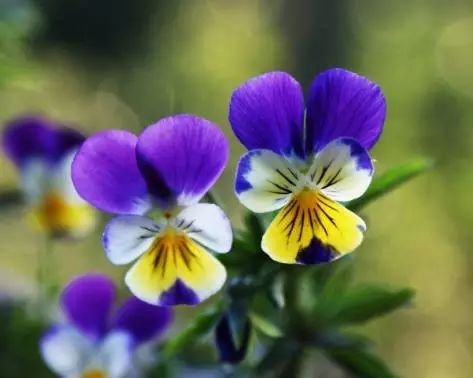 三色堇是一种花吗,鬼脸花三色堇