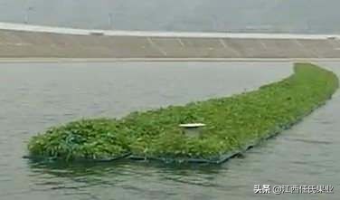 黎川水蕹菜什么时候种植,抚州黎川水蕹菜种出售