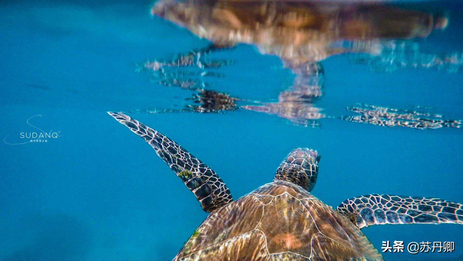 极限潜水死亡名单,潜水的死亡率高