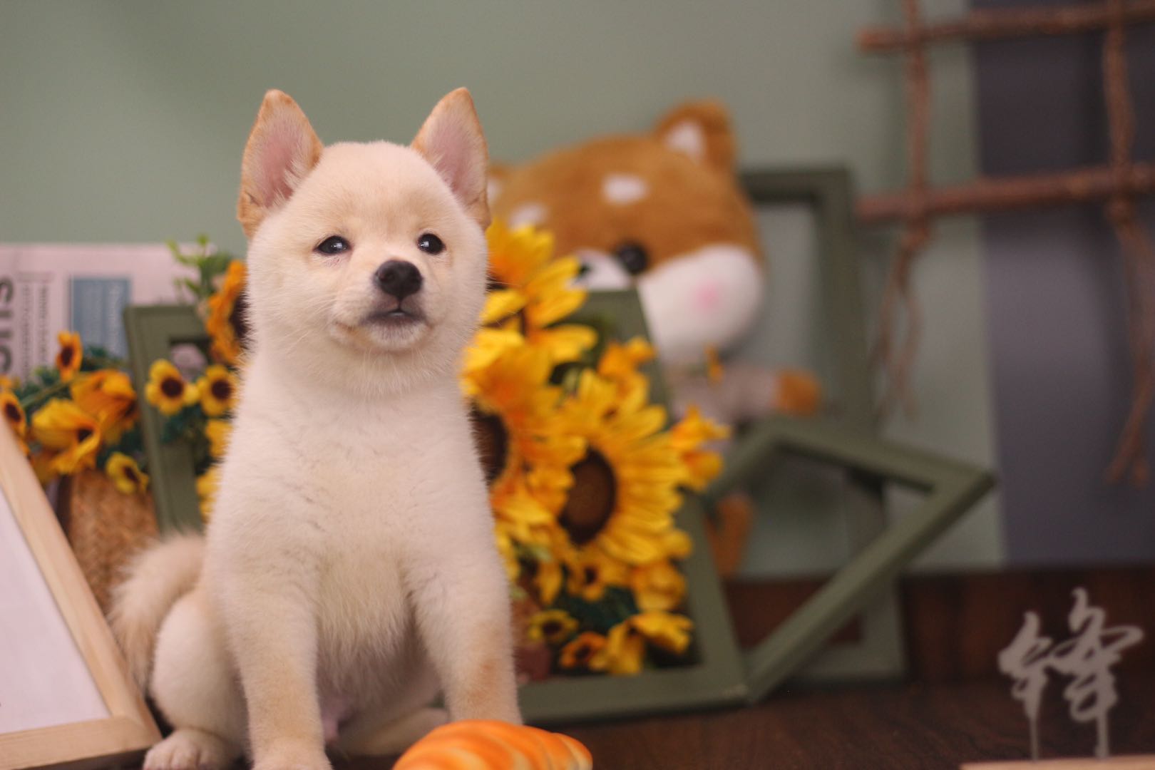 如何买到一只正宗的柴犬,怎么买一只好的柴犬