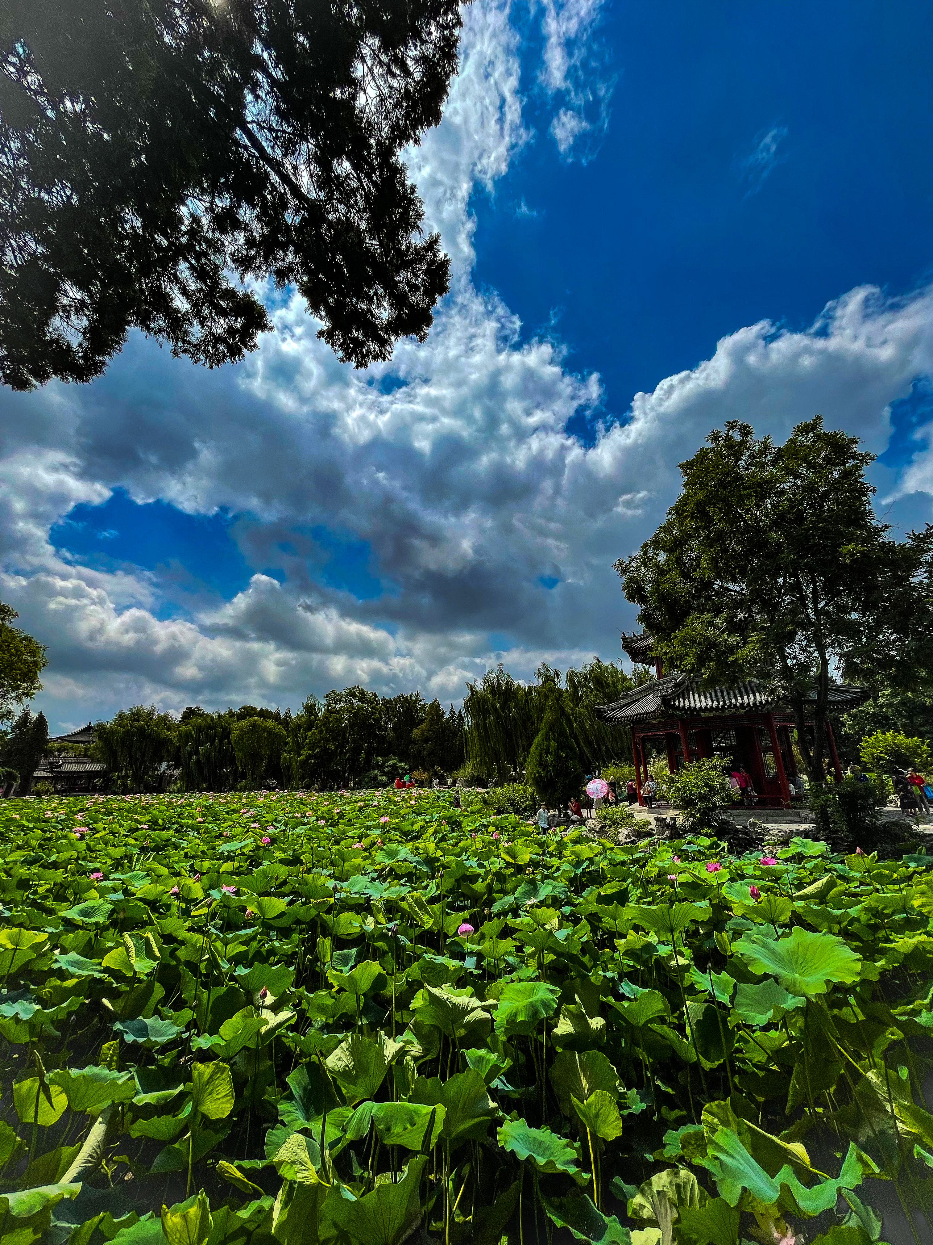 保定市古莲花池夜景,保定古莲花池美照