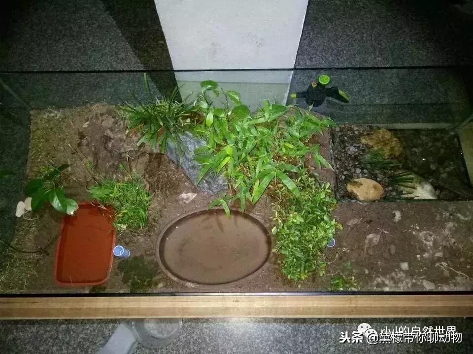 丛林造景黄缘龟池设计图大全,龟宝宝黄缘龟生态缸造景教程