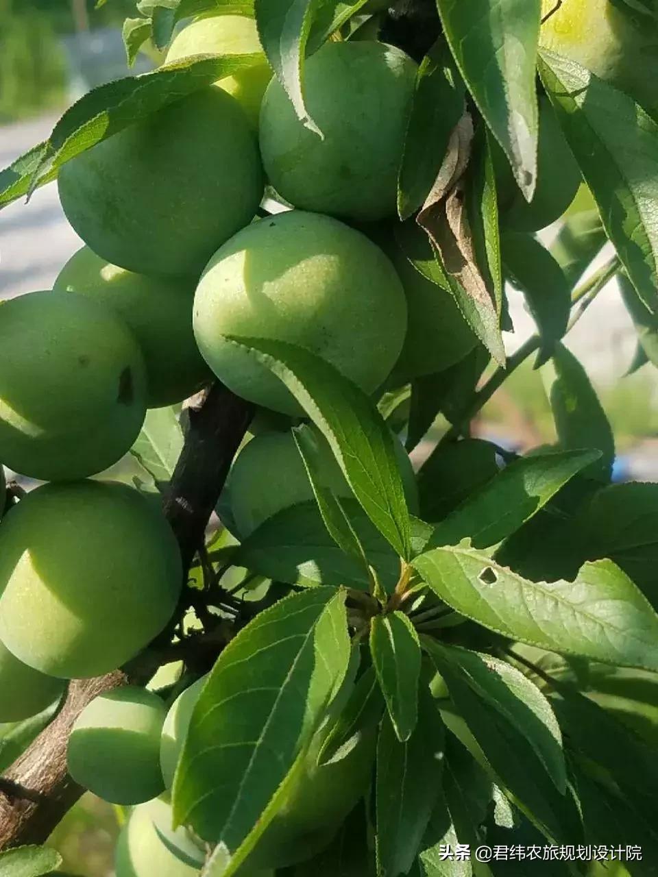重庆小众避暑农家乐推荐,重庆南山高级农家乐排行榜前十名