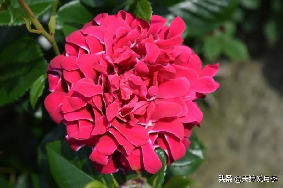 优雅女士月季花,奇葩月季品种图片