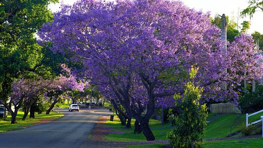 钃濈传鑹茬殑鑺辨湁鍑犵,10绉嶈秴缇庣殑娴呯传鑹茶姳