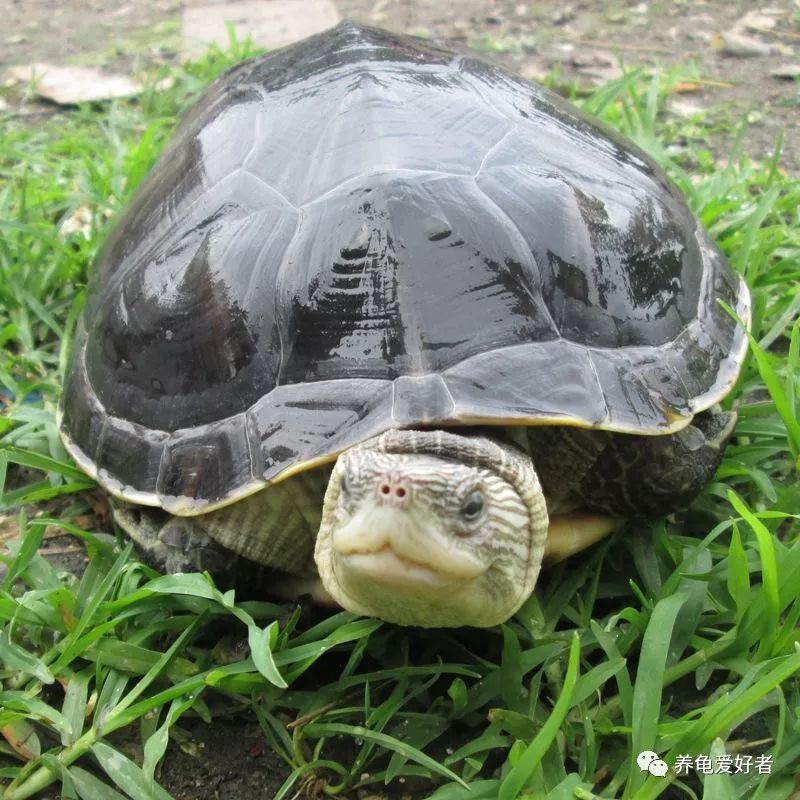 乌龟出眠后入水前怎么处理,乌龟出眠的正确方法