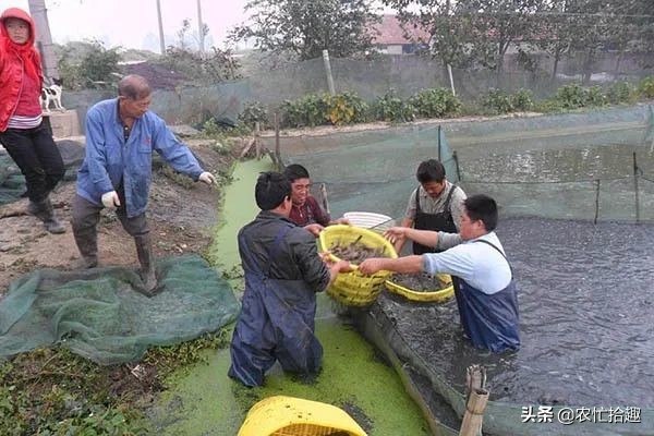 6月一斤12元,很多养殖户投入,如今价格腰斩已亏本,悔不当初