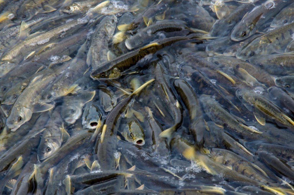 青海湖水怪最新报道,青海湖里湖怪是何物