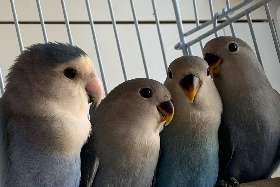 普兰牡丹鹦鹉是头类还是面类,面类牡丹和头面牡丹鹦鹉如何区分