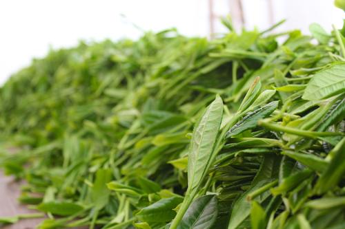 蒙顶黄芽与蒙顶雀舌口感,蒙顶雀舌和蒙顶石花