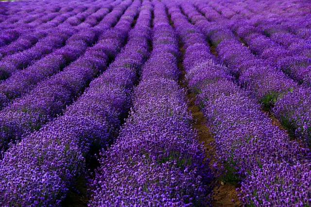 薰衣草的花语象征着爱吗英文,薰衣草的花语是啥