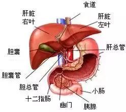 中医诊断望诊方法,中医全息望诊大全