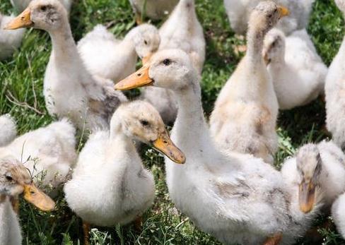 鸭子相互啄对方是怎么回事,如何解决鸭互啄