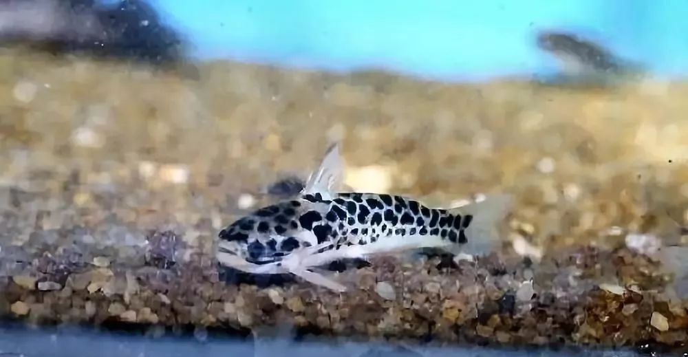 好养好看又有趣的几种观赏鱼,奇葩又好养的观赏鱼