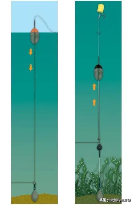 话说欧鲤钓之科学篇,欧鲤钓知识讲解
