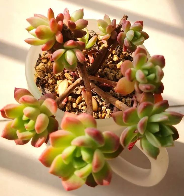 最美的20种多肉,15种最美的多肉