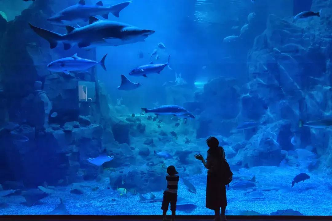 迪拜有钱女人的生活,迪拜土豪为什么有钱