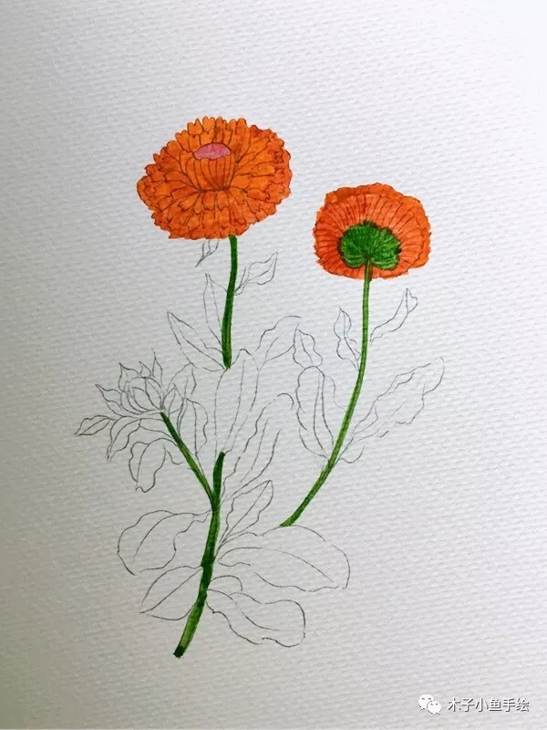 如何用水彩画落叶菊,水彩画初学者花教程步骤图片