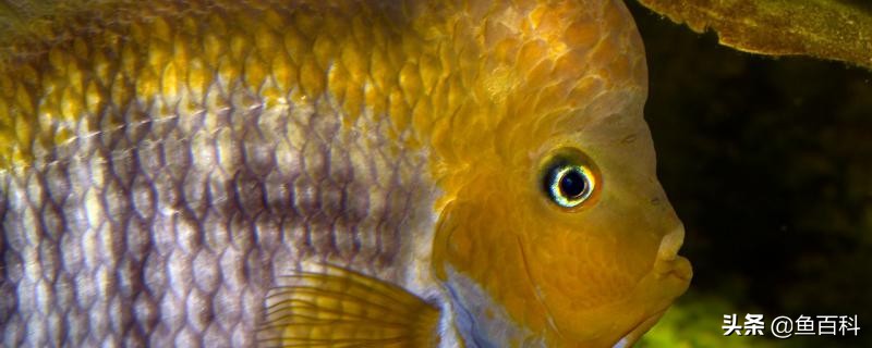 好多条罗汉鱼一起养会影响起头吗,罗汉鱼混养几天不打架算成功