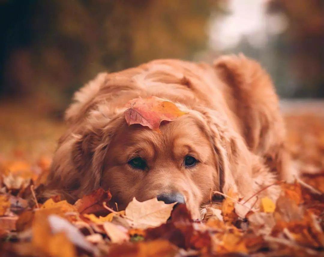 绘画参考素材狗可爱,绘画土狗图片