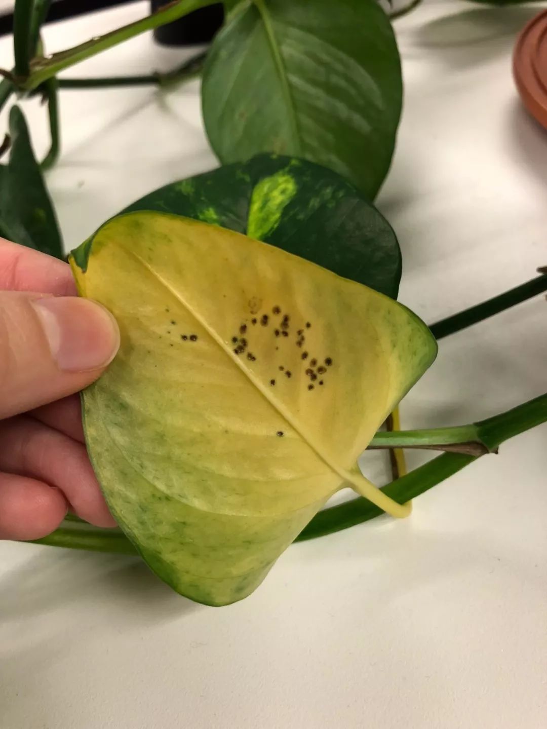 绿萝浇啤酒后叶子突然发黄怎么办,绿萝放在空调房里为什么叶子发黄