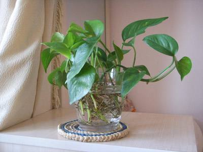 绿萝怎么浇水才会爆盆,绿萝水养才能爆盆和爬满墙