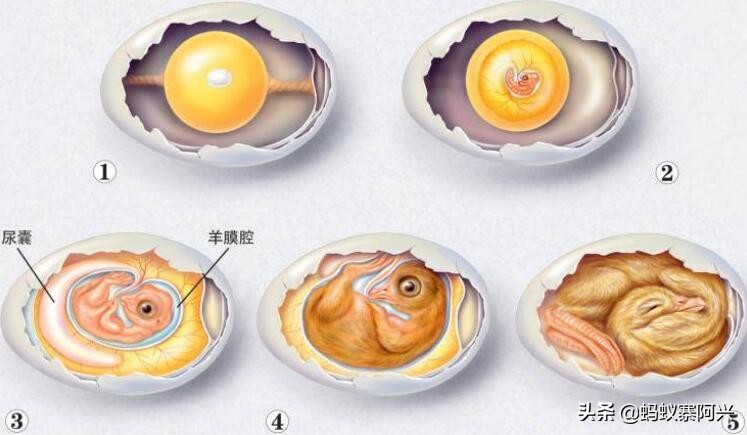 母鸡为啥可以无卵生蛋,母鸡可以不需要公鸡授精吗