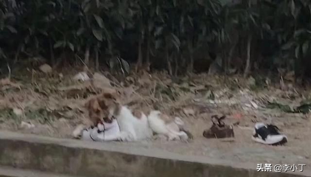 全网通缉的两条狗,全网通缉的狗