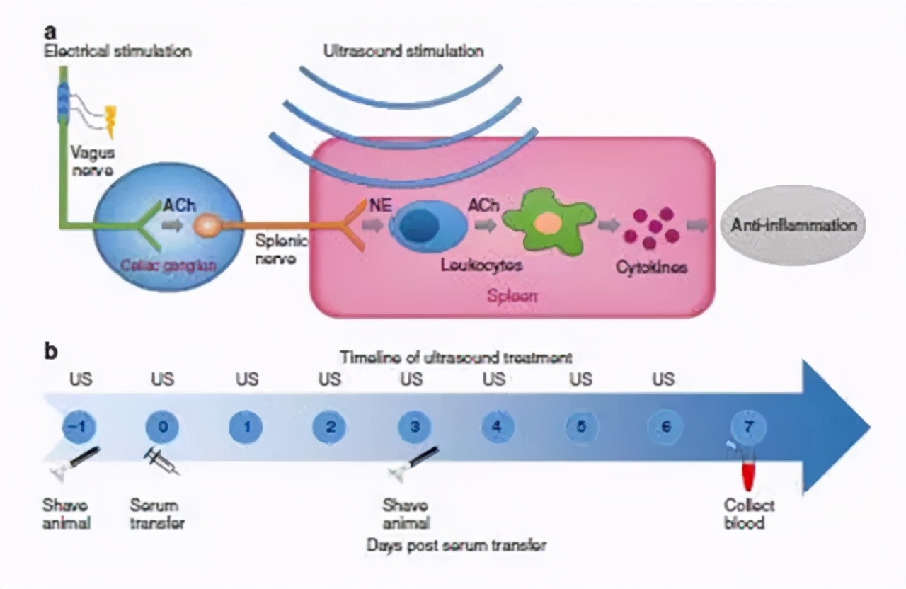 脾胃虚弱的10个表现图,脾胃虚弱的10种表现