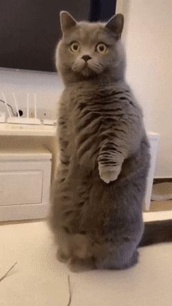 橘猫被抓警察局,肥猫被警察带走判刑