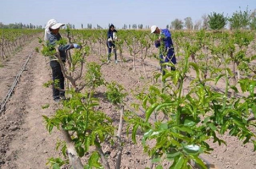 春暖花开防蚊虫,春暖花开怎么预防病虫害