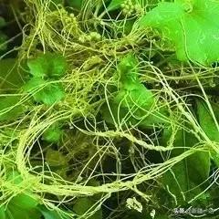 荒漠中有哪些能吃的植物,南疆常见的野生植物