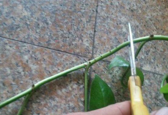 绿萝怎么修剪视频教程,绿萝怎么修剪叶子