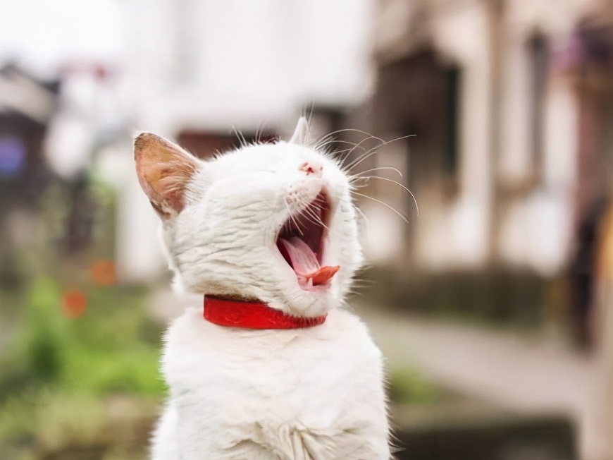 五一宠物寄养价格表,鄂州五一宠物寄养价格