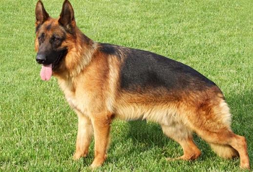 德国牧羊犬凶吗,德国牧羊犬凶不凶