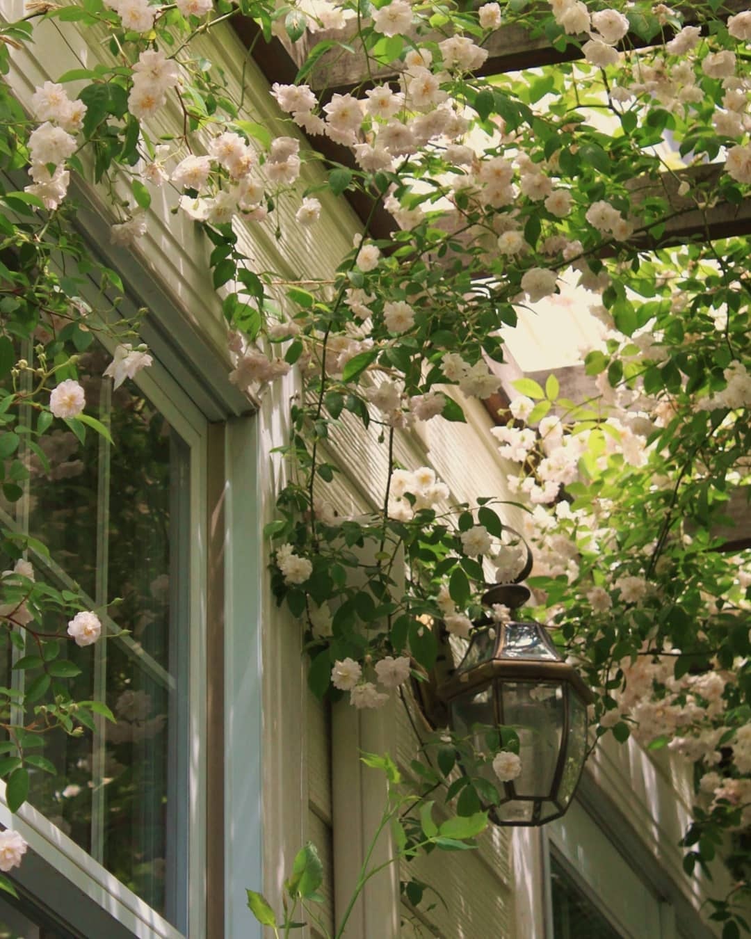 爬藤植物怎么牵引造型,爬藤植物是怎么爬藤的