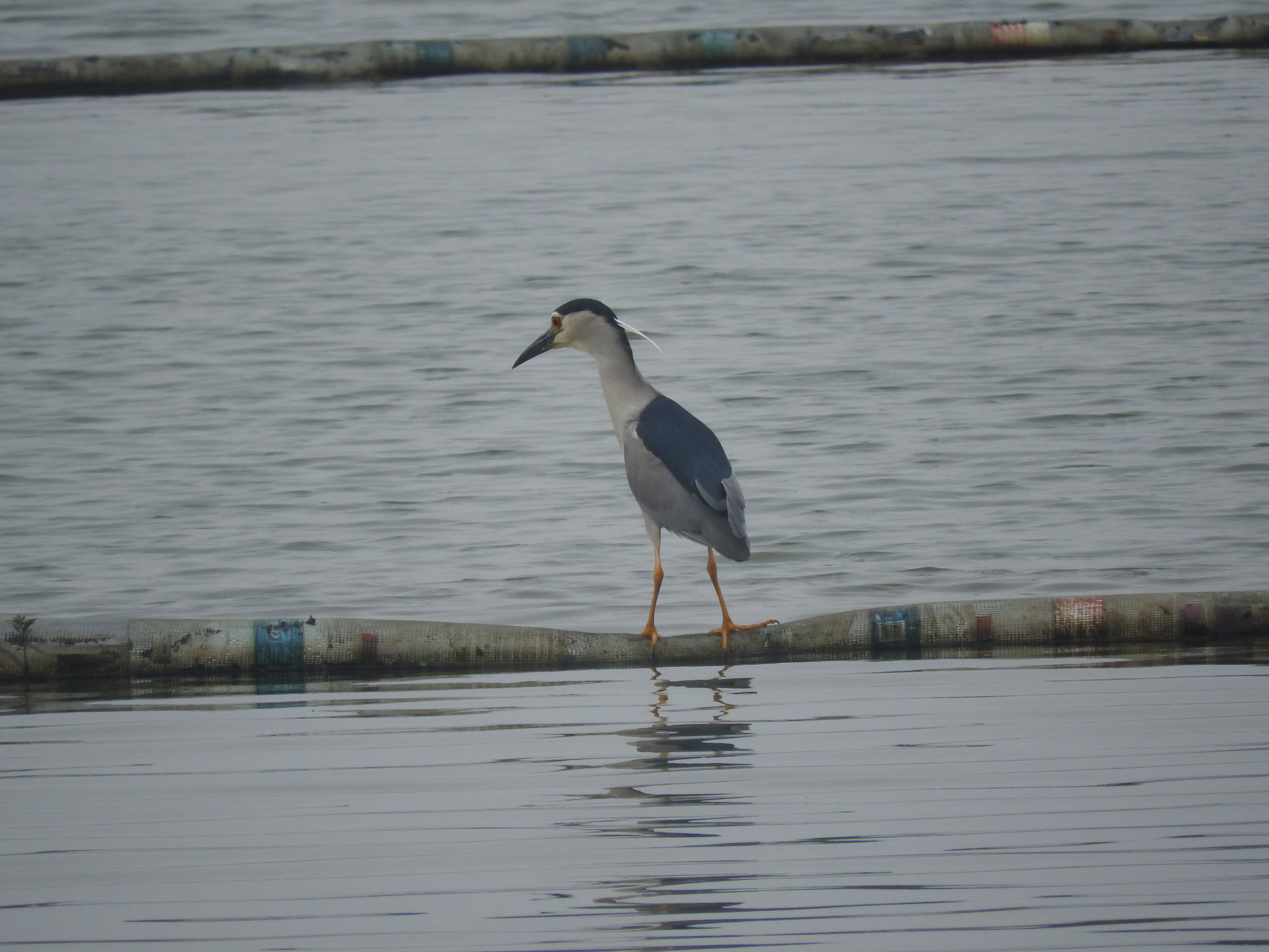 浣犵湡鐨勮璇嗘捣楦ュ悧,浣犵湡鐨勮璇嗚崰鑿滃悧